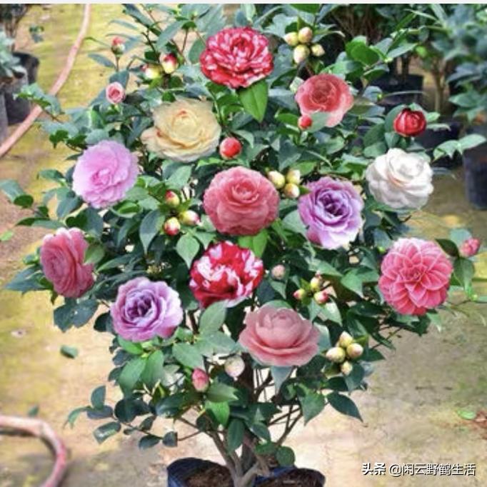 网购花卉避坑指南,网购花卉注意事项