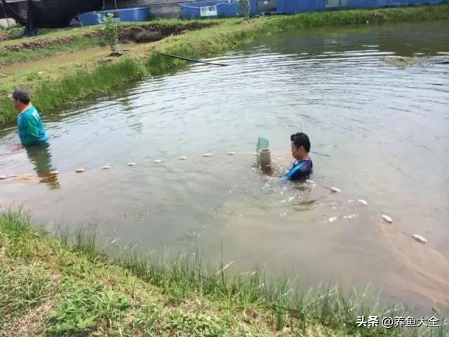 养金龙鱼过程马来西亚,马来西亚养金龙