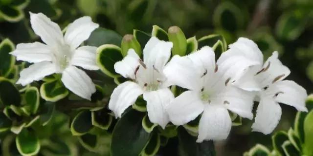 100种常见花卉资料大全,常见100种花卉介绍图片