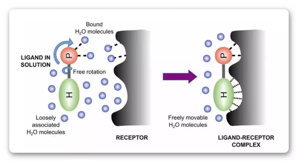 受体配体互作,典型受体配体有哪些类型