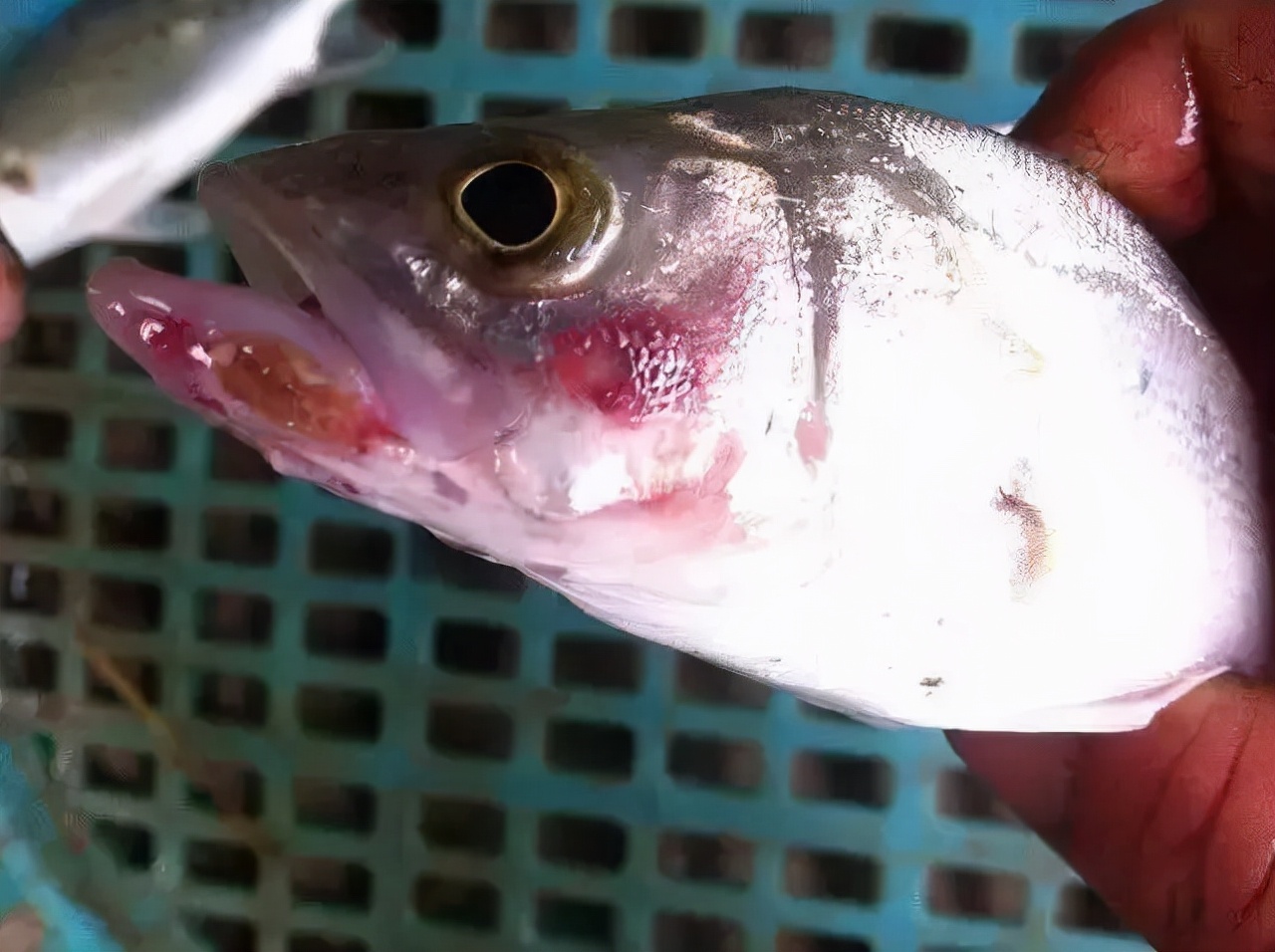 压箱底绝招，盐巴在水产上有大用