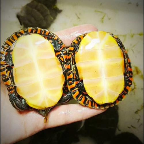 东部锦龟高清视频,一分钟了解东部锦龟