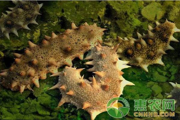 大连海参怎么分辨真假,真假海参家庭鉴别法