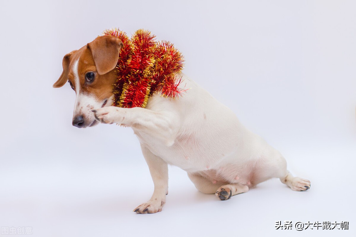 小狗吐白沫抽搐发抖用什么药好,小狗突然抽搐并口吐白沫什么原因