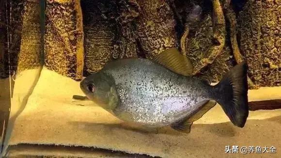 养鱼大神都养什么鱼,鱼缸养鱼都有哪些鱼