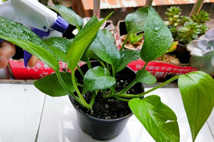 绿萝叶子黄了可以加阿斯匹林吗,绿萝黄叶用阿司匹林可以吗