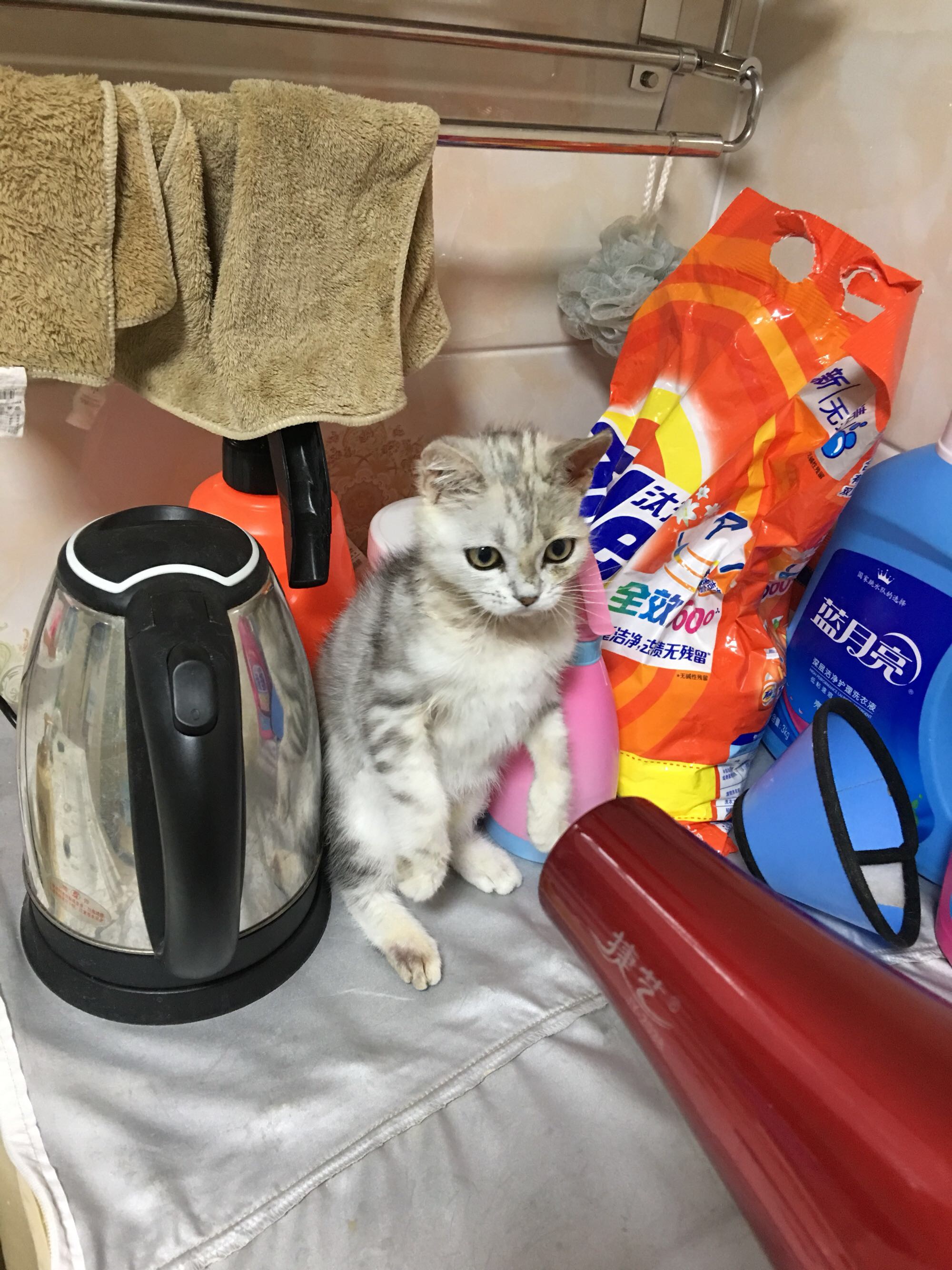 猫藓不可怕，对抗它需要的不仅仅是药物，更需要时间与耐心