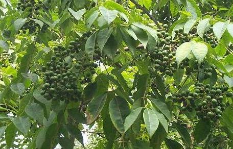 树菠萝种植技术和管理方法,菠萝苗的种植方法和注意事项