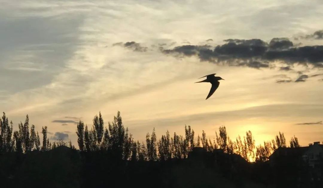 国际三八妇女节,三八妇女节快乐