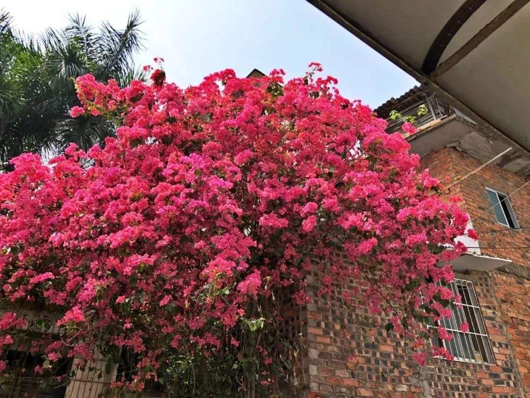 爬墙花什么花最好养,北方哪种攀爬类花最好养