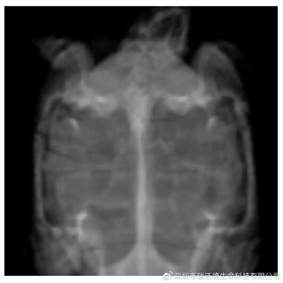 龟外伤修复,乌龟烂甲恢复初期