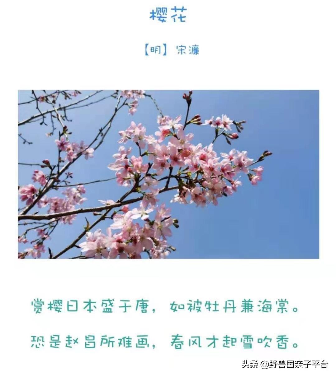 春天的花真的很美丽让人向往,春天的花也太美了