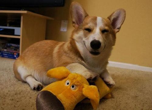 饲养柯基犬有哪些需要注意的地方,饲养柯基犬需要注意的五件小事