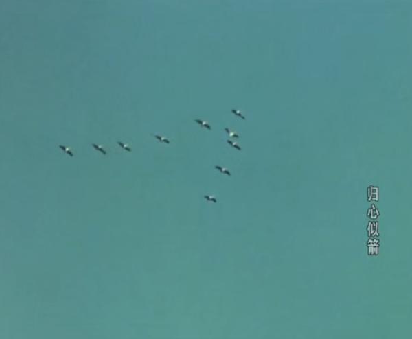 斯琴高娃主演的电影归心如箭,归心似箭电影斯琴高娃