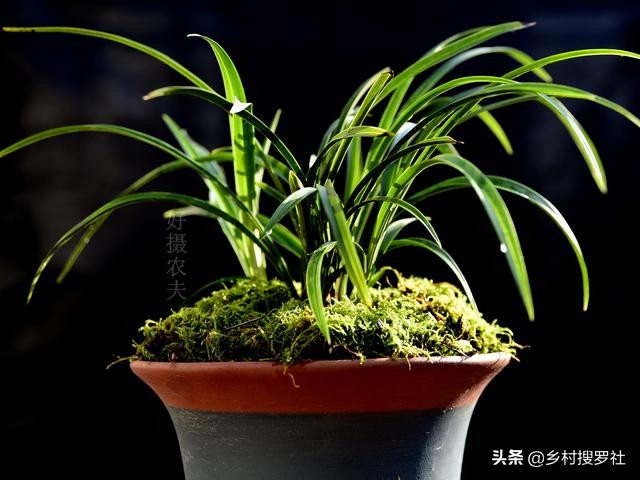 春季室外兰花如何杀虫和防虫,兰花杀虫最好的方法
