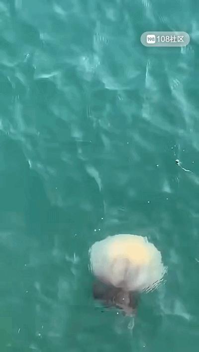 海蜇旺发！出海回来满满一船，一天收入2—3万元