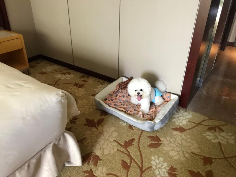 带宠物住酒店攻略,带宠物住什么酒店好