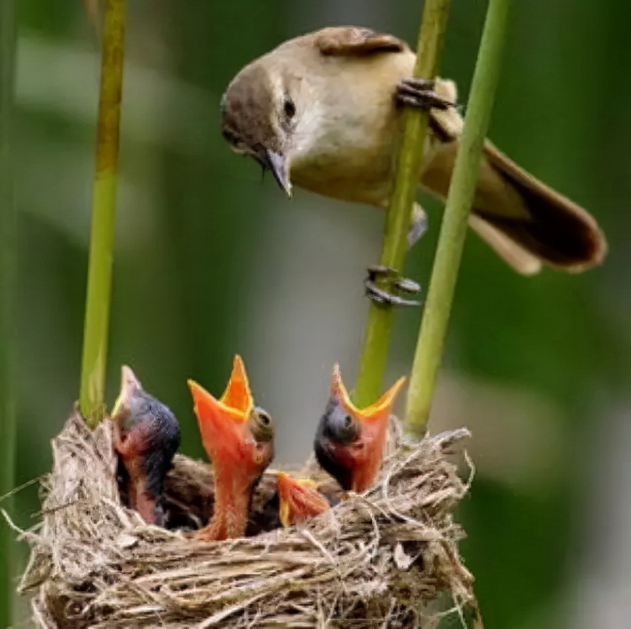 道德经第三十二章解读第一讲,道德经第二十九章及妙解