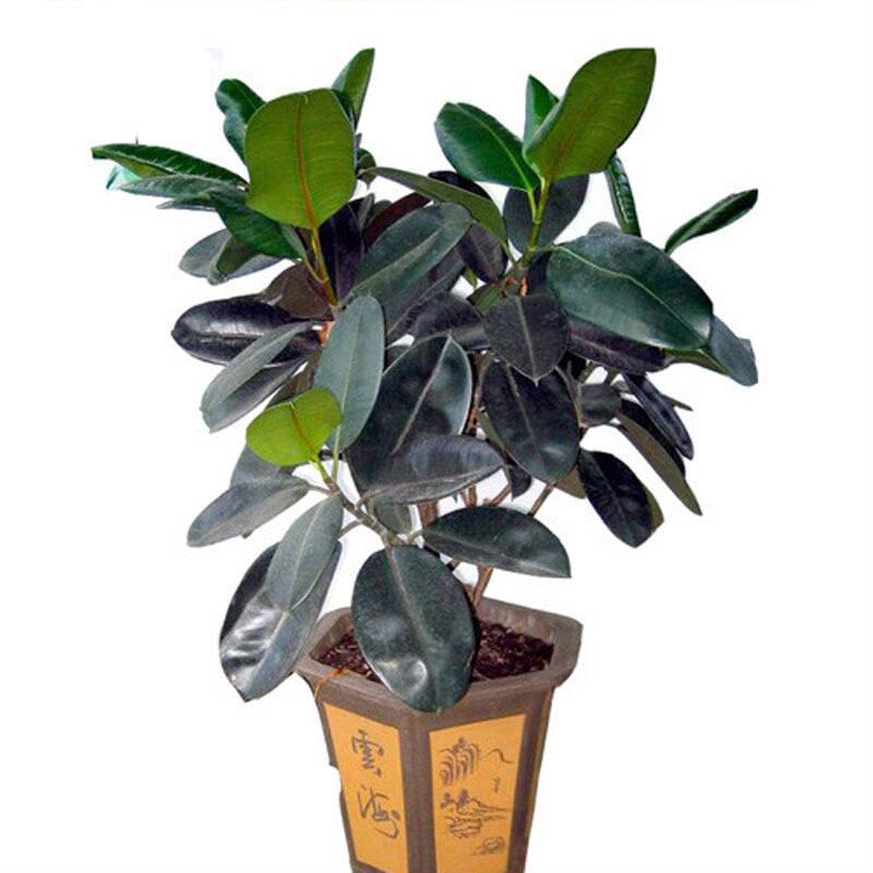 室内养净化空气效果最好的植物,卧室放什么植物净化空气效果最好