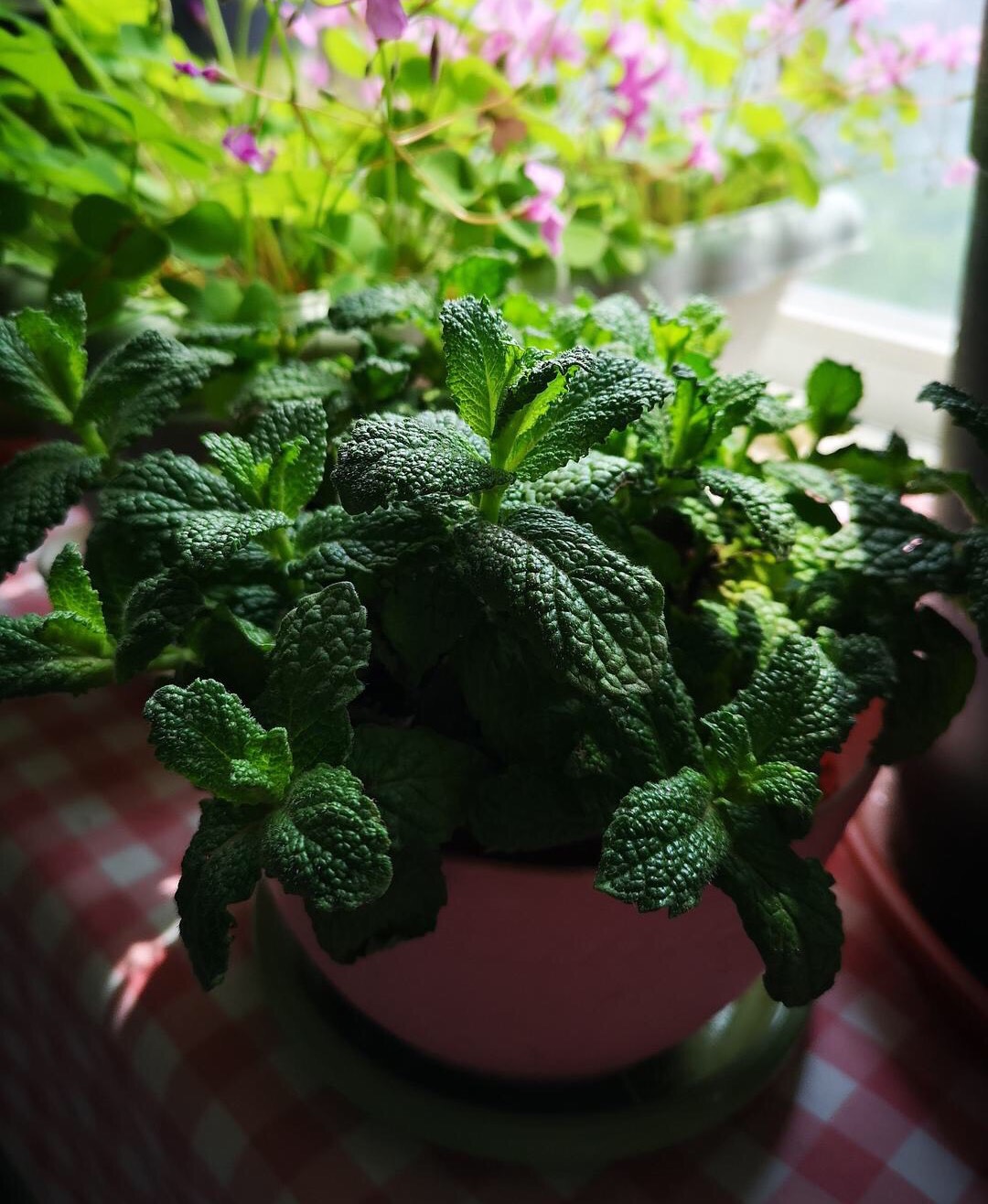 薄荷没香气，“三动作”虐一虐，憋嫩芽冒白根，清香宜人小半年