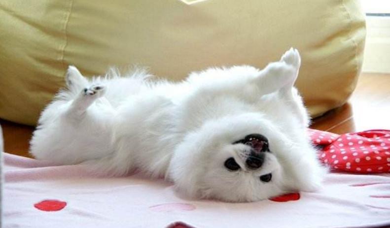 狗狗尾巴动作代表的含义,狗狗的尾巴动作代表的含义