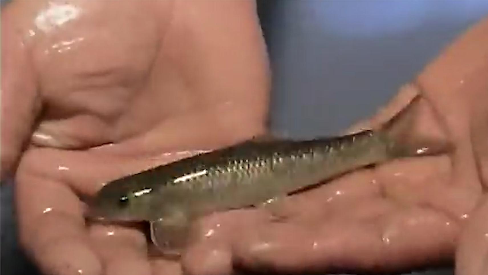 老人因做梦家中挖出鱼泉,老汉托梦掘地16米挖出鱼泉