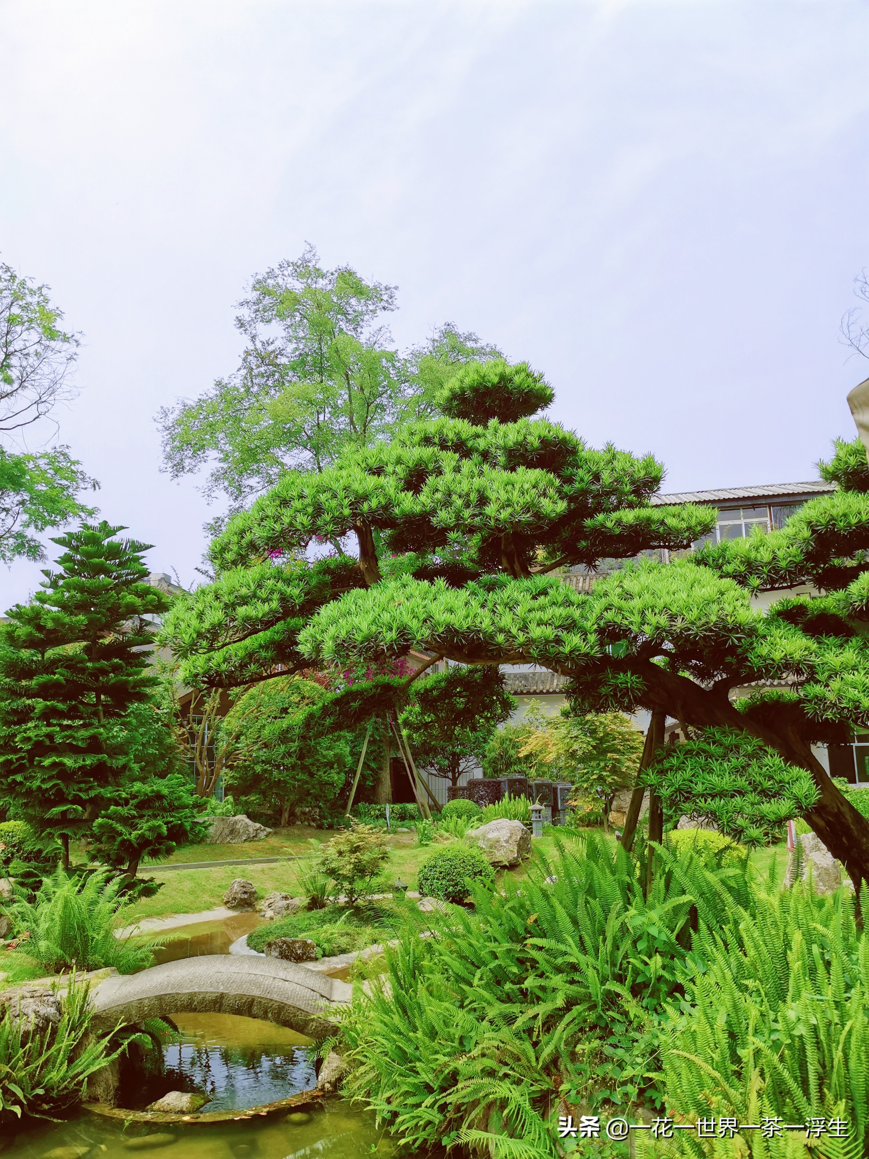 寻找巴适的成都小院（2）