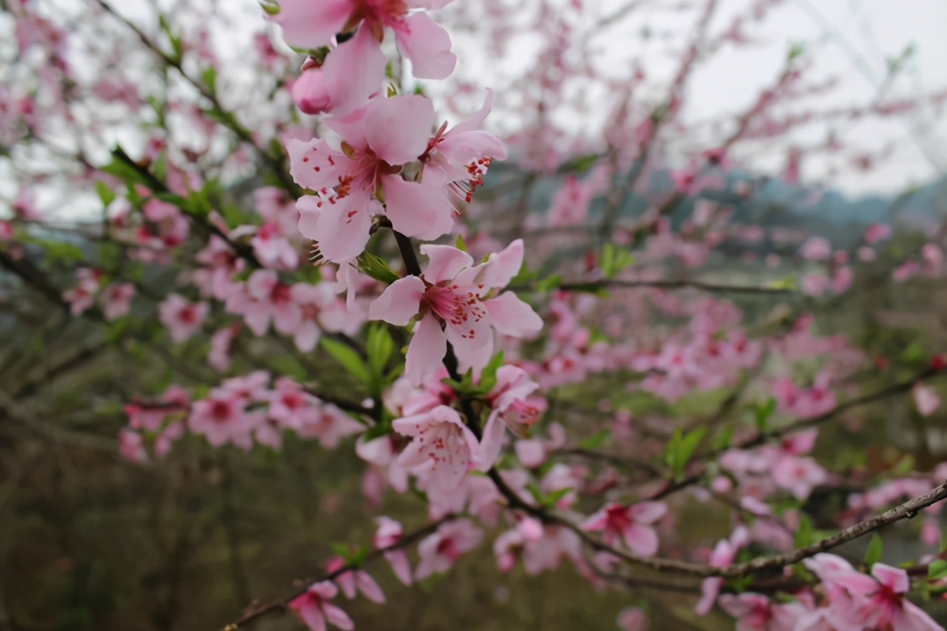 「今日作家」向卫华‖桃花谷（散文）