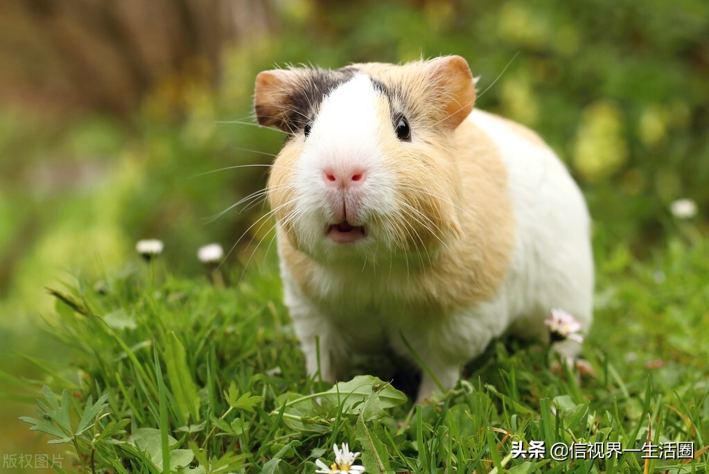 女生养的四种萌宠,最适合女生养的小型萌宠