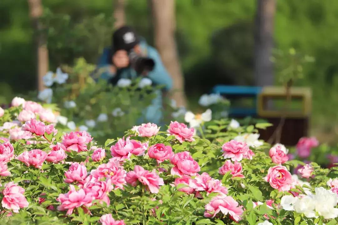 最美的花送给大家共赏,最美的花送给大家观赏