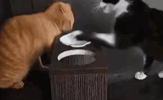 自从有了橘猫，我终于体会到什么叫“十橘九渣”！