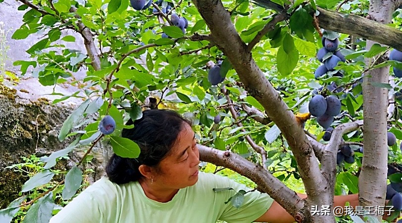 汶川农村西梅树砍了种玉米，10年后成高端水果，有人后悔的拍胸脯