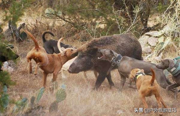 鍥藉鐙╃寧閲庣尓,缇庡浗鎹曠寧閲庣尓