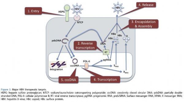 乙肝功能性治愈肝硬化还会进展吗,乙肝功能性治愈药物新进展