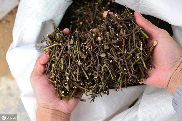 小儿七星茶的各药比例,小儿七星茶四周岁的孩子用量