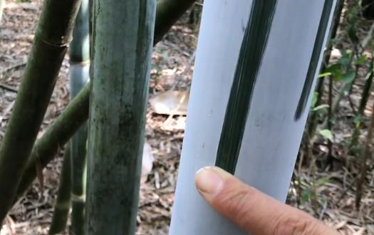 竹子上长出的“面粉”，是天然除虫剂深受农民喜欢，还可以做药引