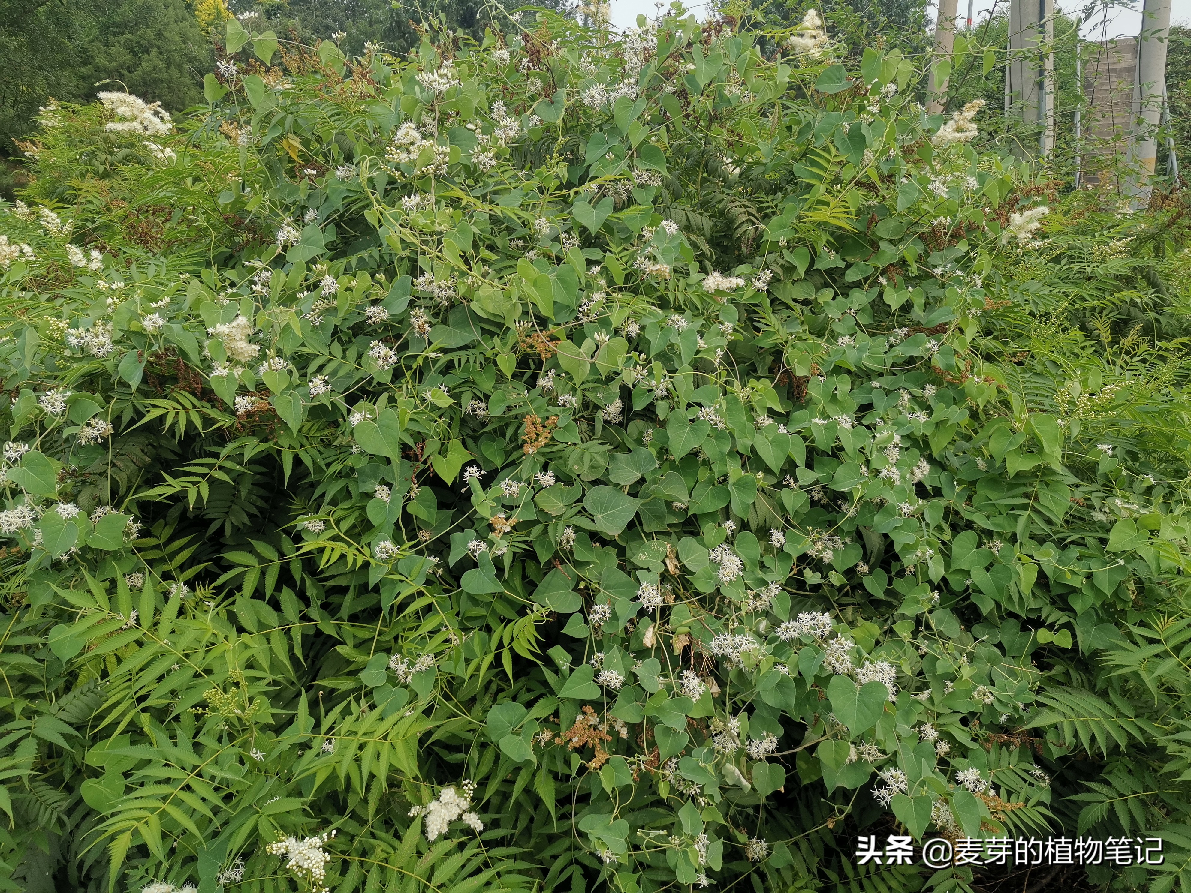 带动物名的植物,哪些动物的名字和植物的相近