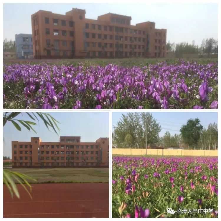 临清市大辛庄小学校长和幼儿园园长参观大辛庄中学疫情防控情况