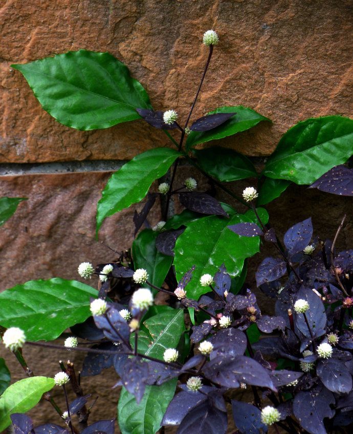 100种常见观叶植物图鉴史上最全,农村常见的100种植物