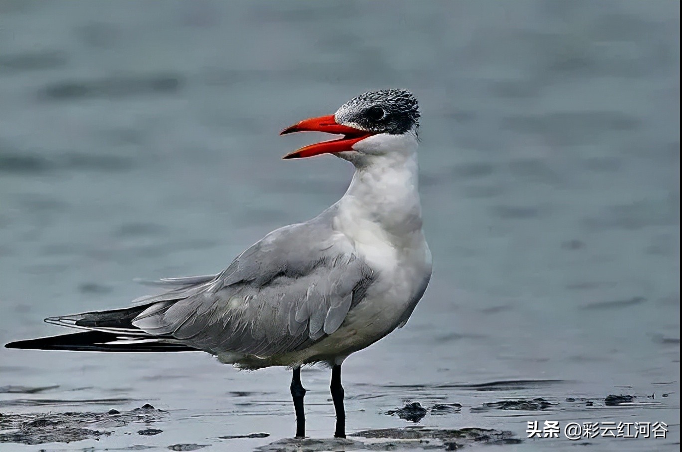 中国云南哪里好看,云南的云彩为什么好看