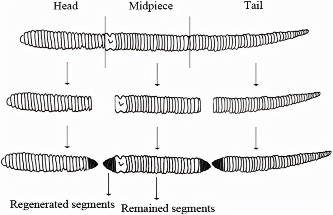 云南虫谷不死虫怎么死的,霍氏不死虫怎么产生的