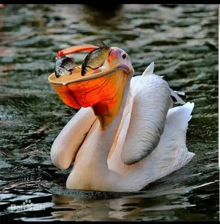 西山经解读,西山经图谱大全