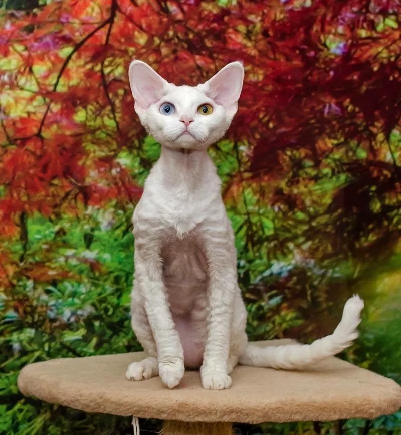 德文卷毛猫猫粮吃什么价位的,德文卷毛猫不吃猫粮怎么办