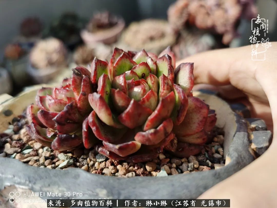 多肉变美是需要时间的,千万别辜负了多肉变美的黄金季节