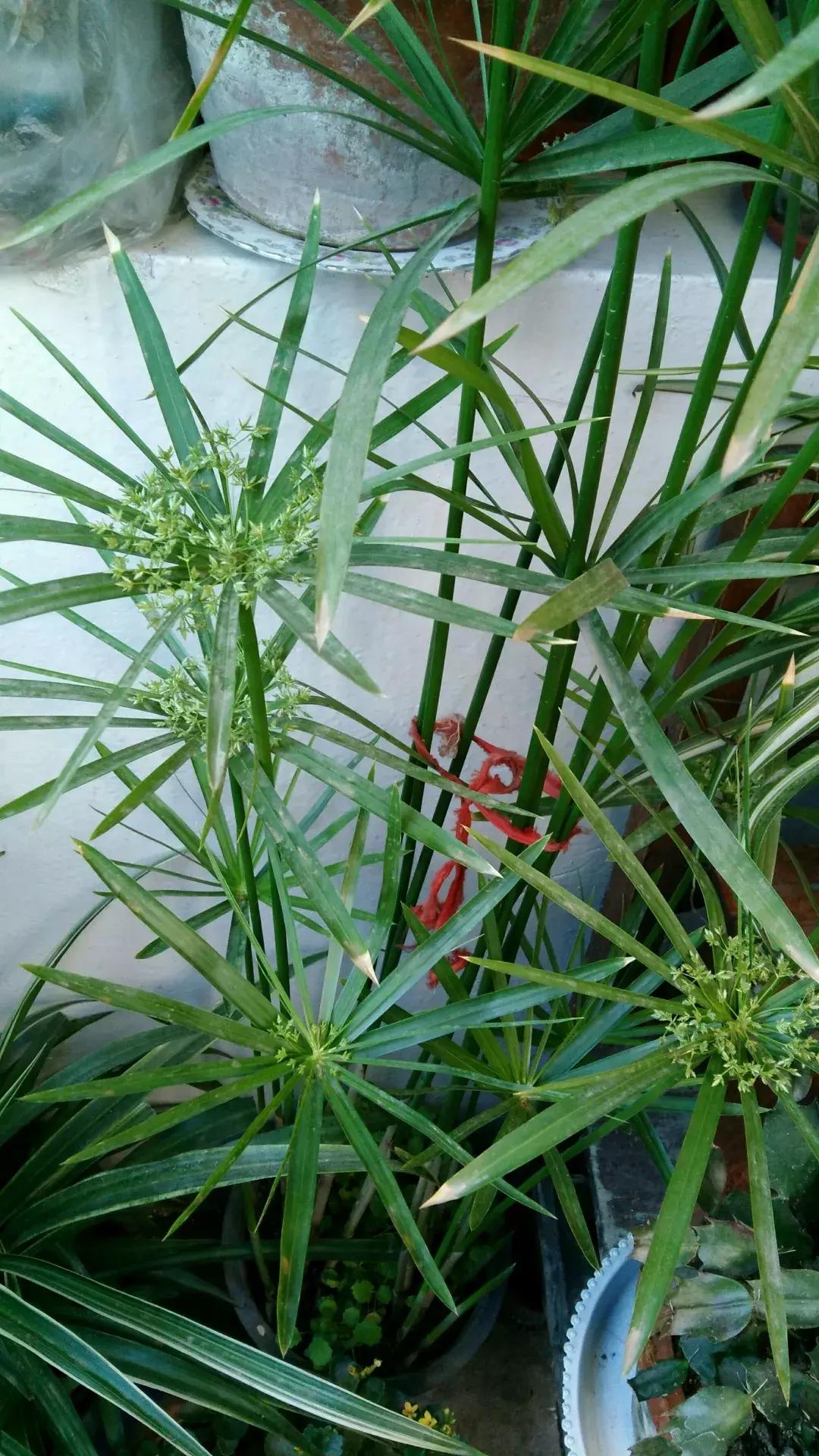 铜钱草与马蹄莲区别,马蹄金铜钱草怎么更旺盛