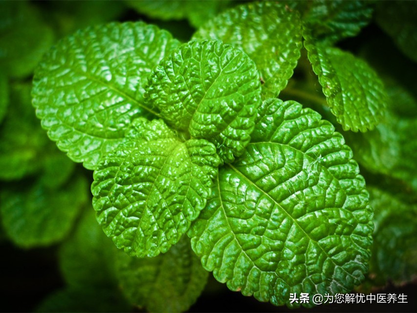 有什么可以治疗孕妇便秘啊,孕妇治疗便秘的中药