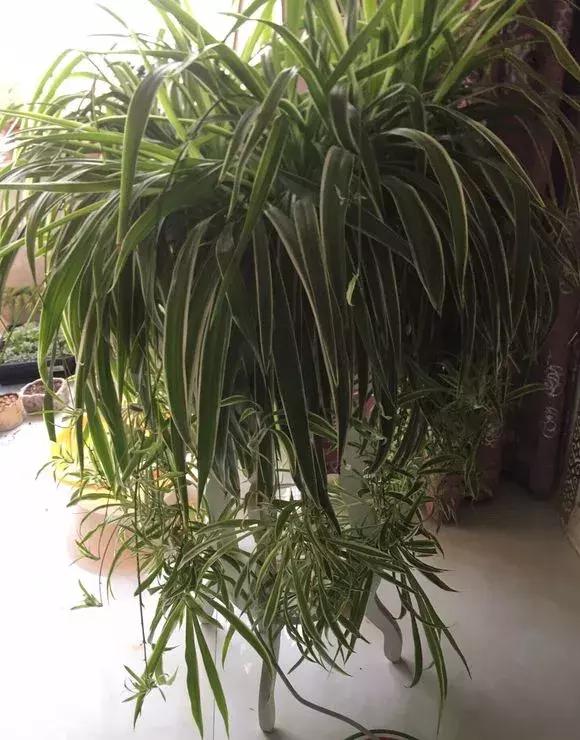 绿萝吊兰爱“吃土”，2年盆土“吃光光”，说啥也要换土！