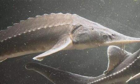 十大珍稀皮料,珍稀皮革