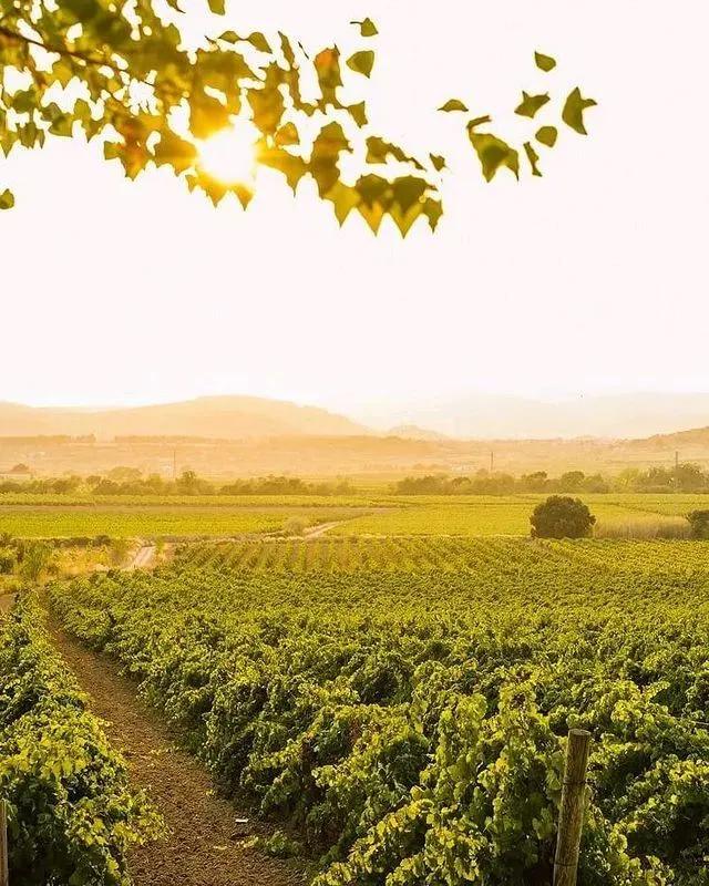 葡萄低度果酒,低度酒越来越受欢迎