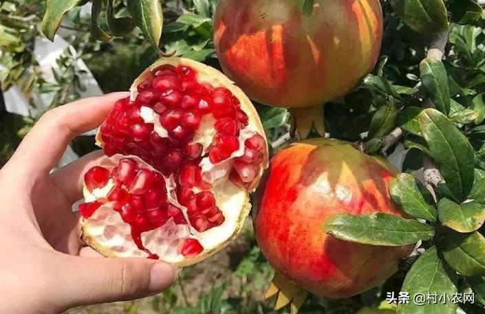 2020致富好项目在农村怎么创业,2021年致富项目